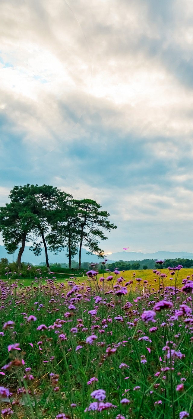 唯美薰衣草 风景手机动态壁纸 风景手机壁纸下载 元气壁纸