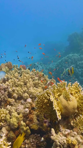 海底珊瑚鱼