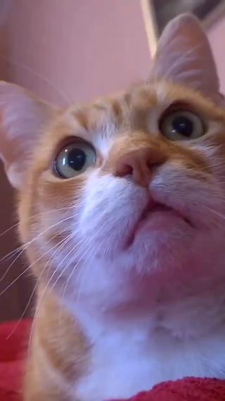 大黄猫你瞅啥