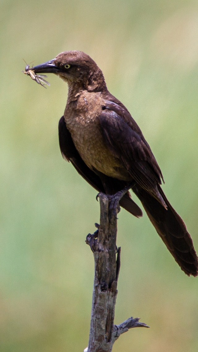 野生動物,鳥