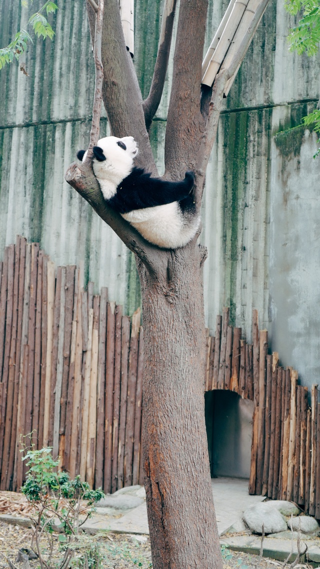 二次元微信背景圖野生動物,熊貓