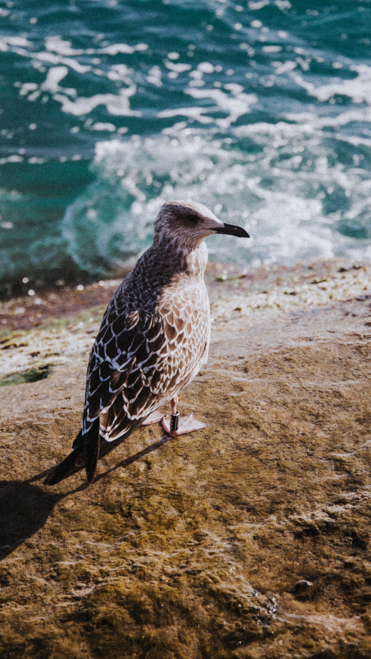 野生動物,鳥