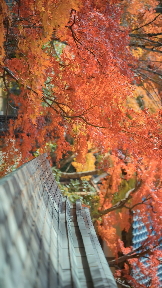 自然景觀,花草樹木