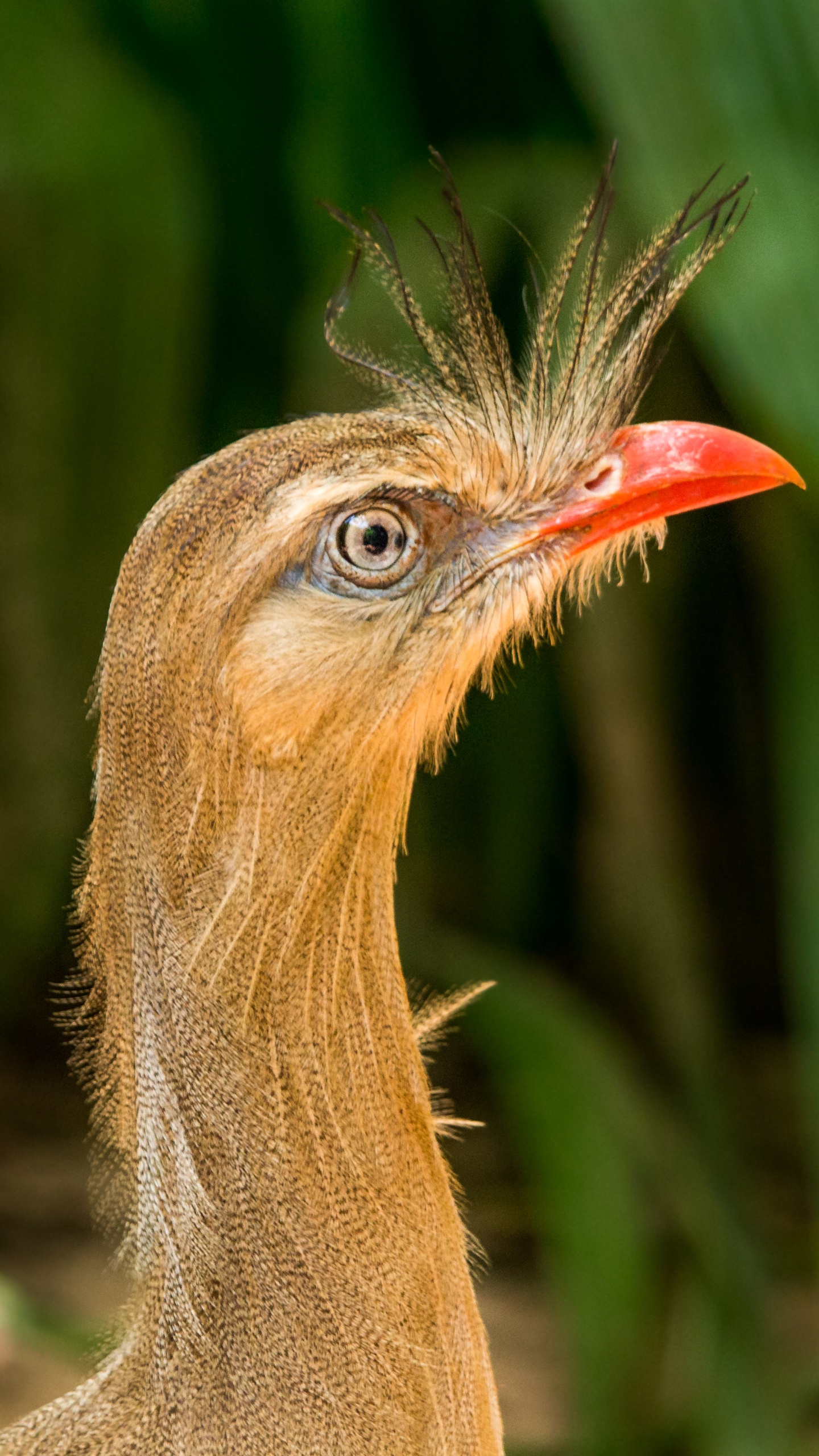 野生動物,鳥