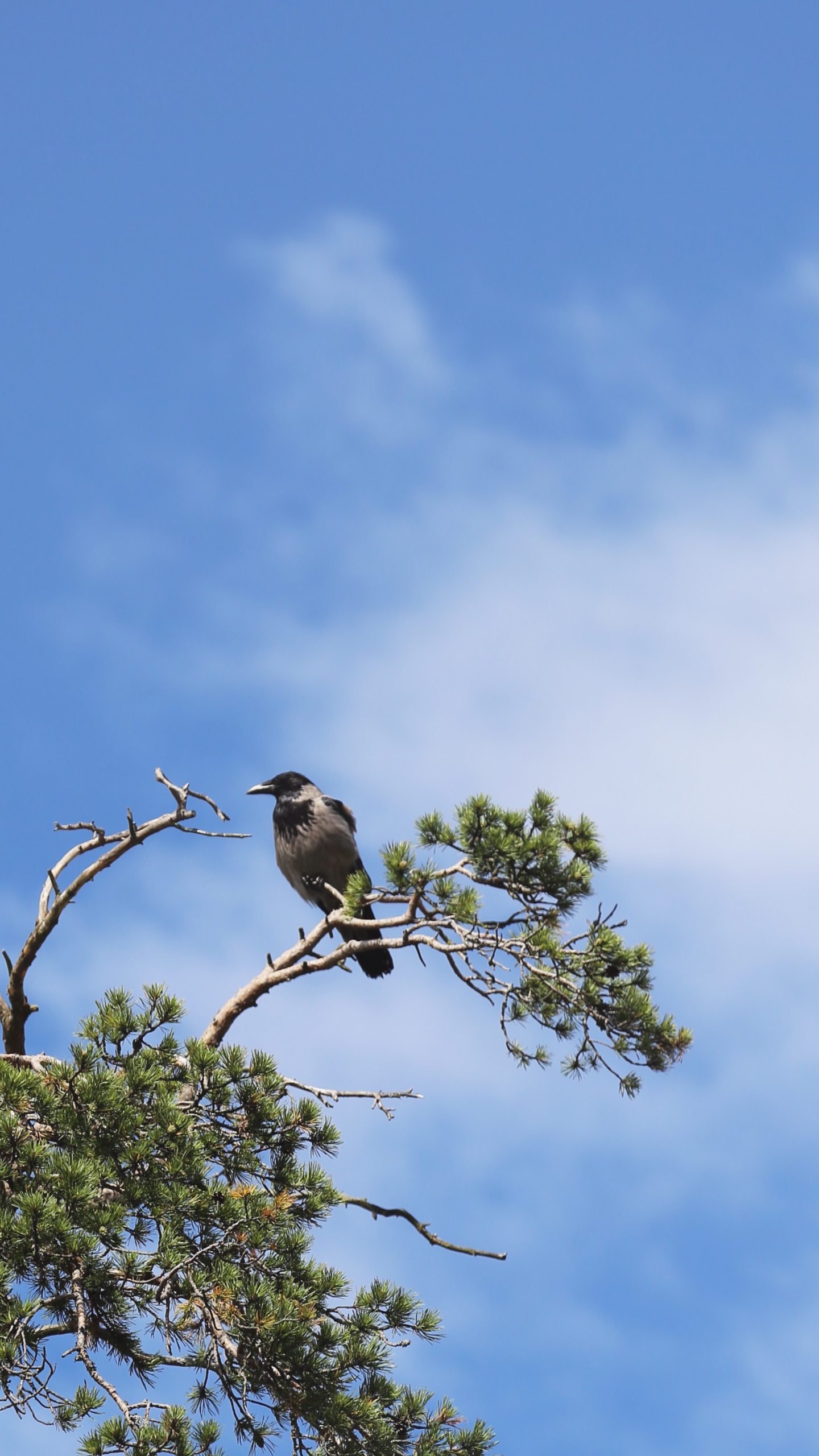 二次元微信背景圖野生動物,鳥