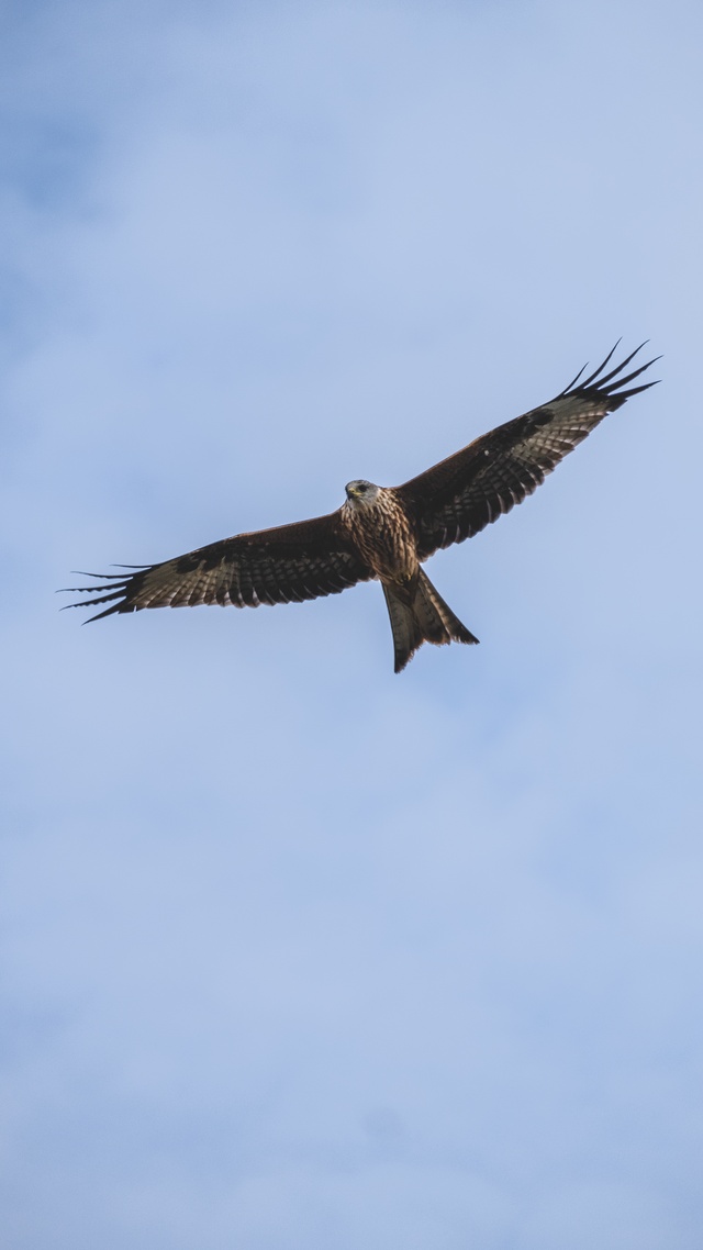 屏保圖片手機壁紙野生動物,鳥,鷹