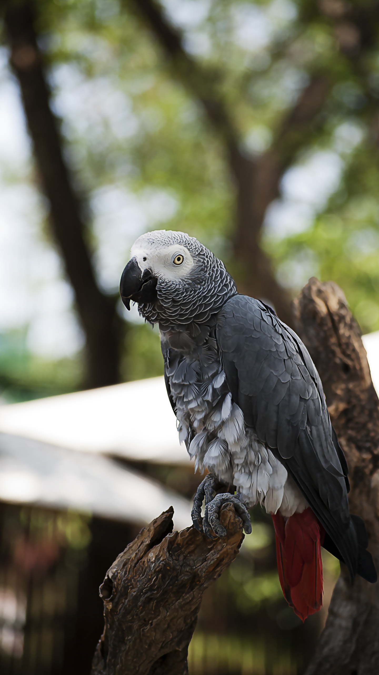 野生動物,鳥