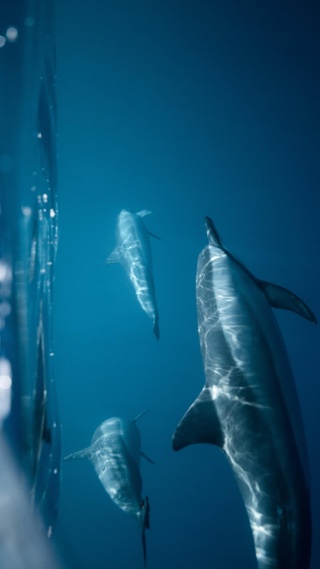 海洋生物