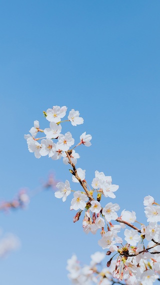 花草树木