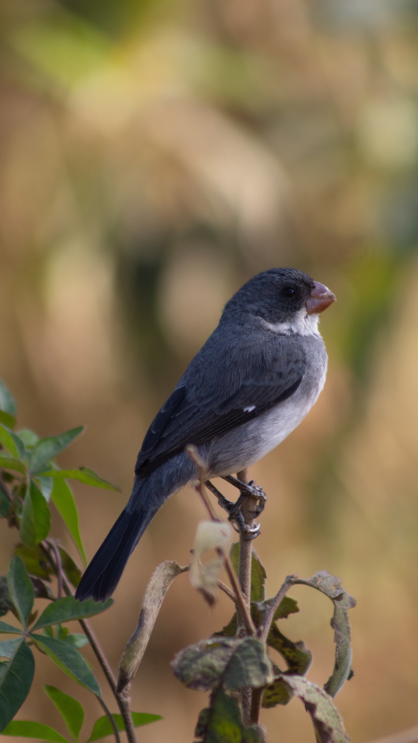 野生動物,鳥