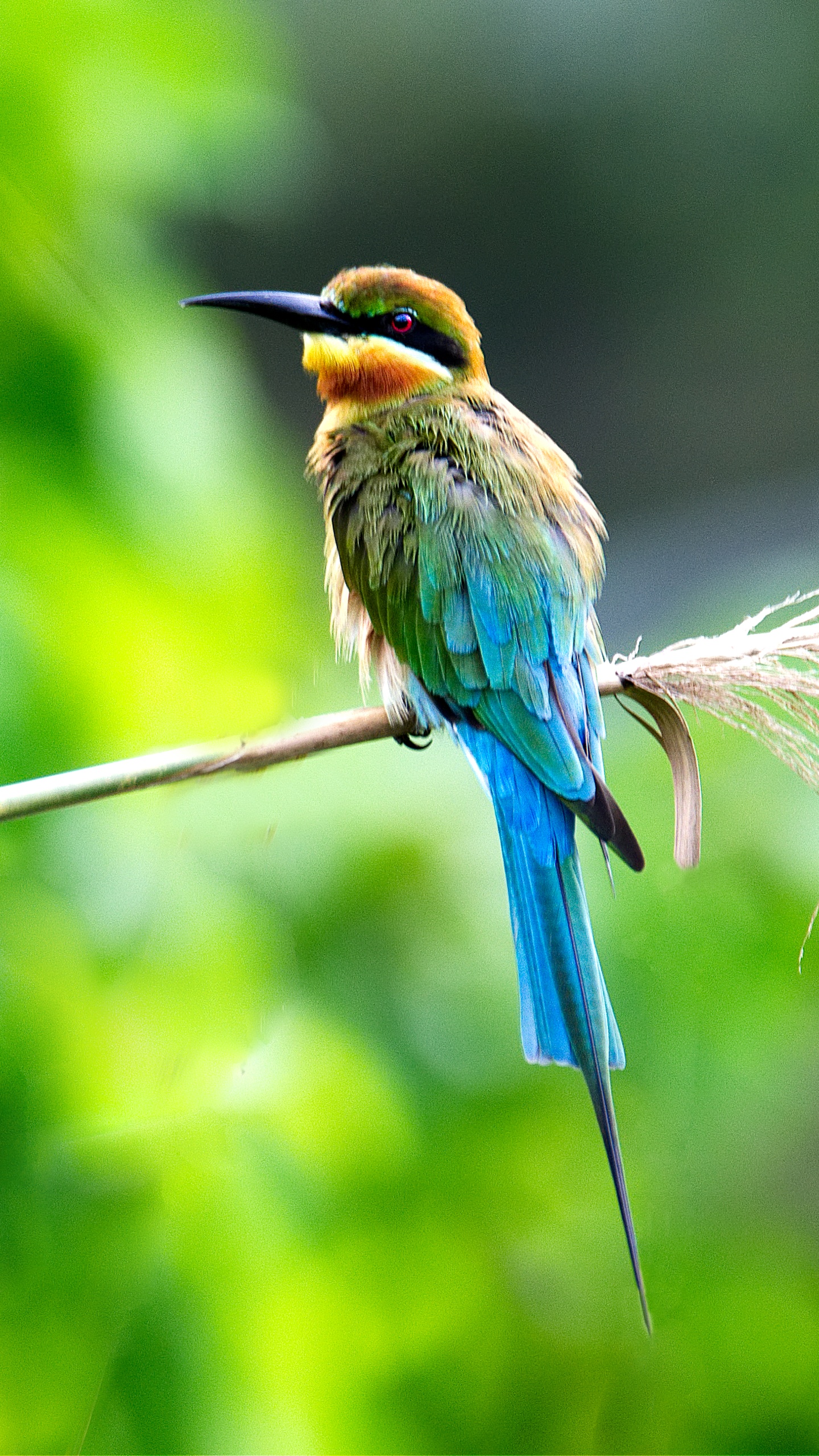 2022年微信背景圖片大全高清野生動物,鳥