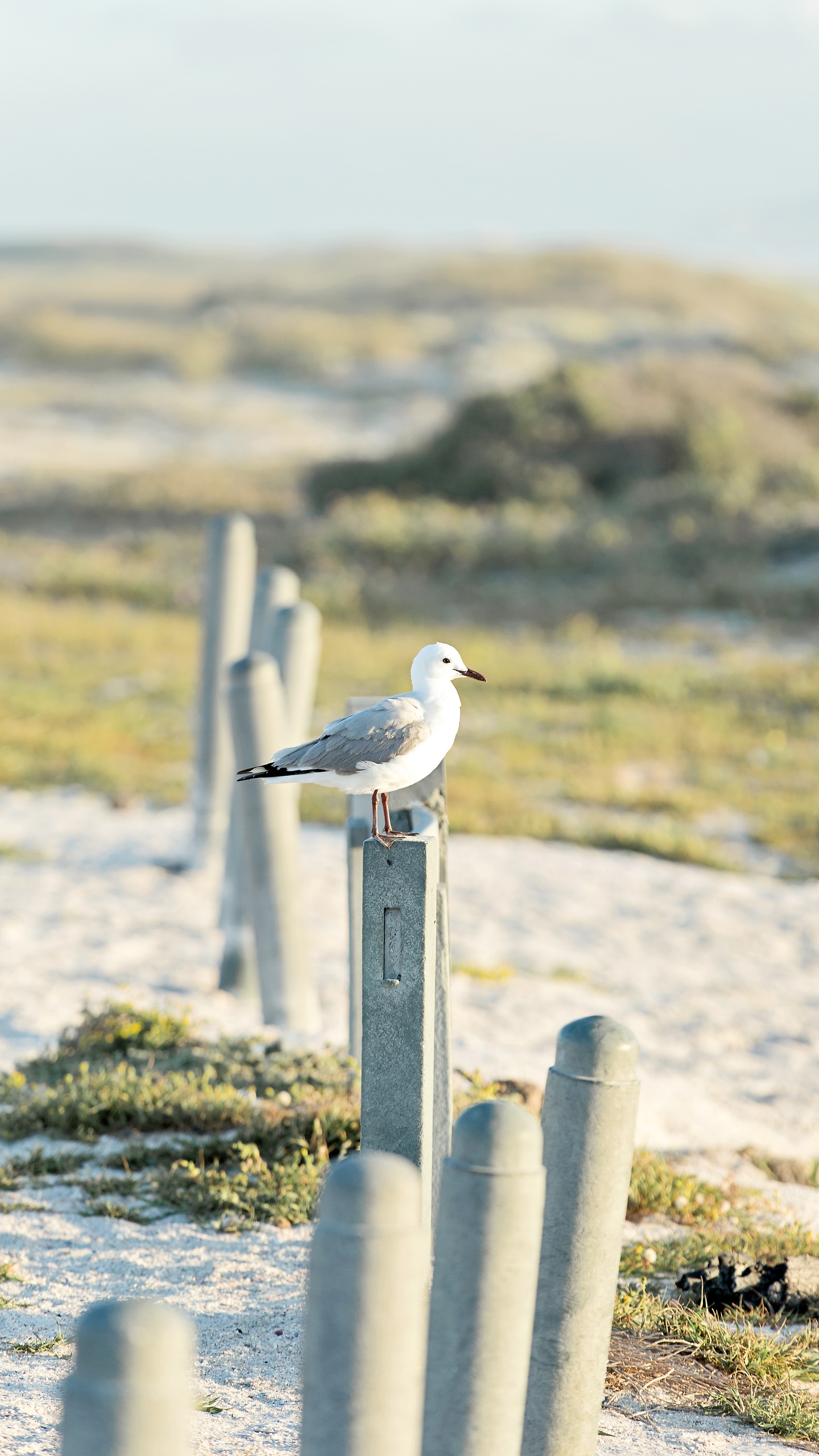 野生動物,鳥,海鳥