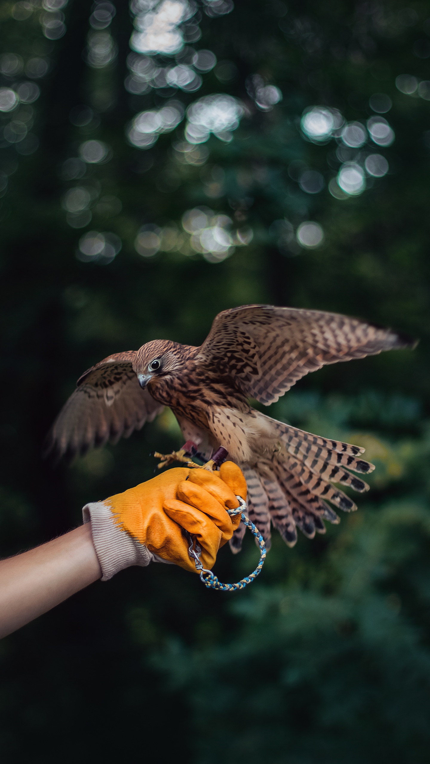 野生動物,鳥