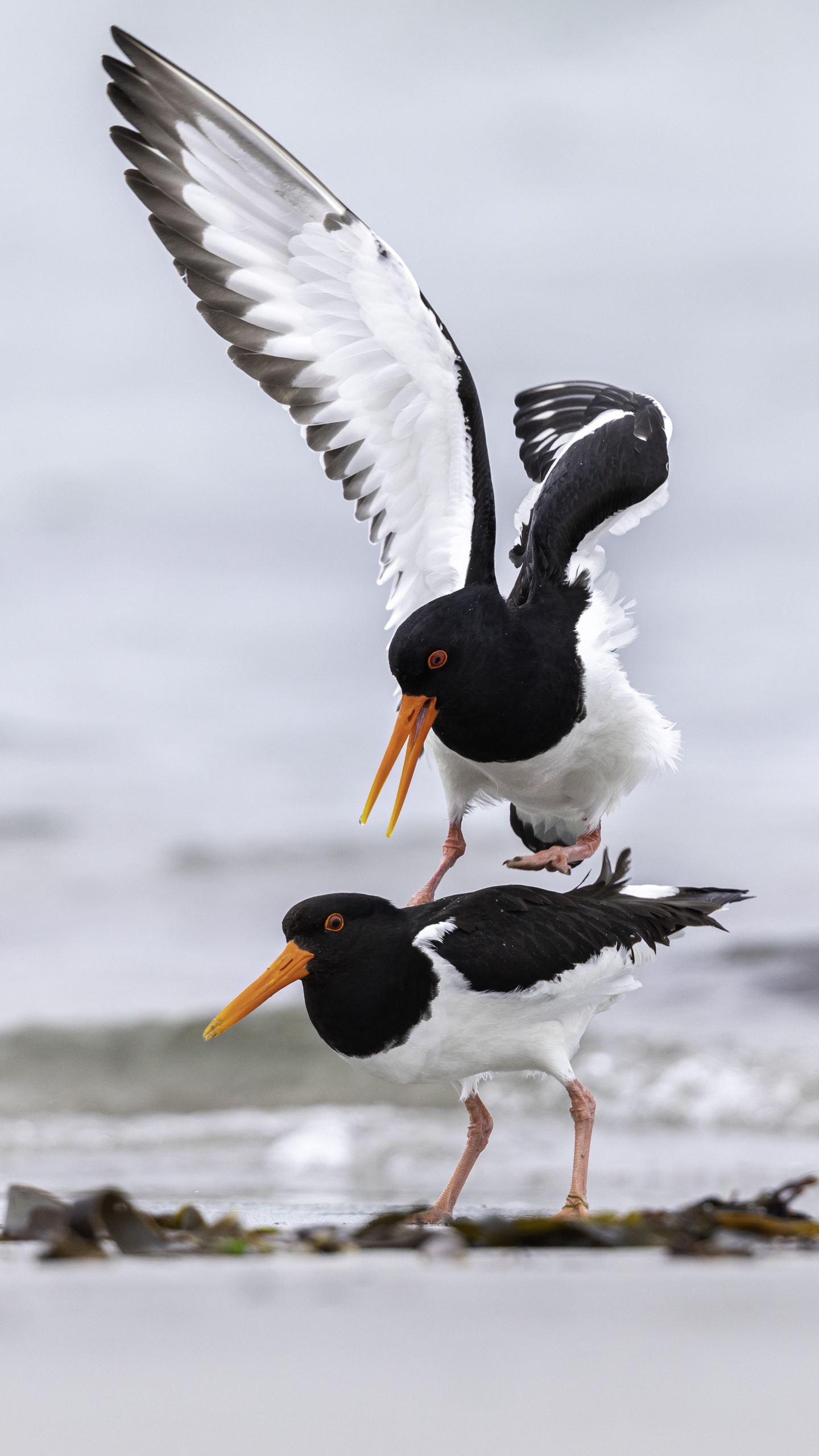 野生動物,鳥