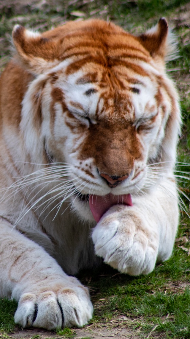 野生動物,老虎