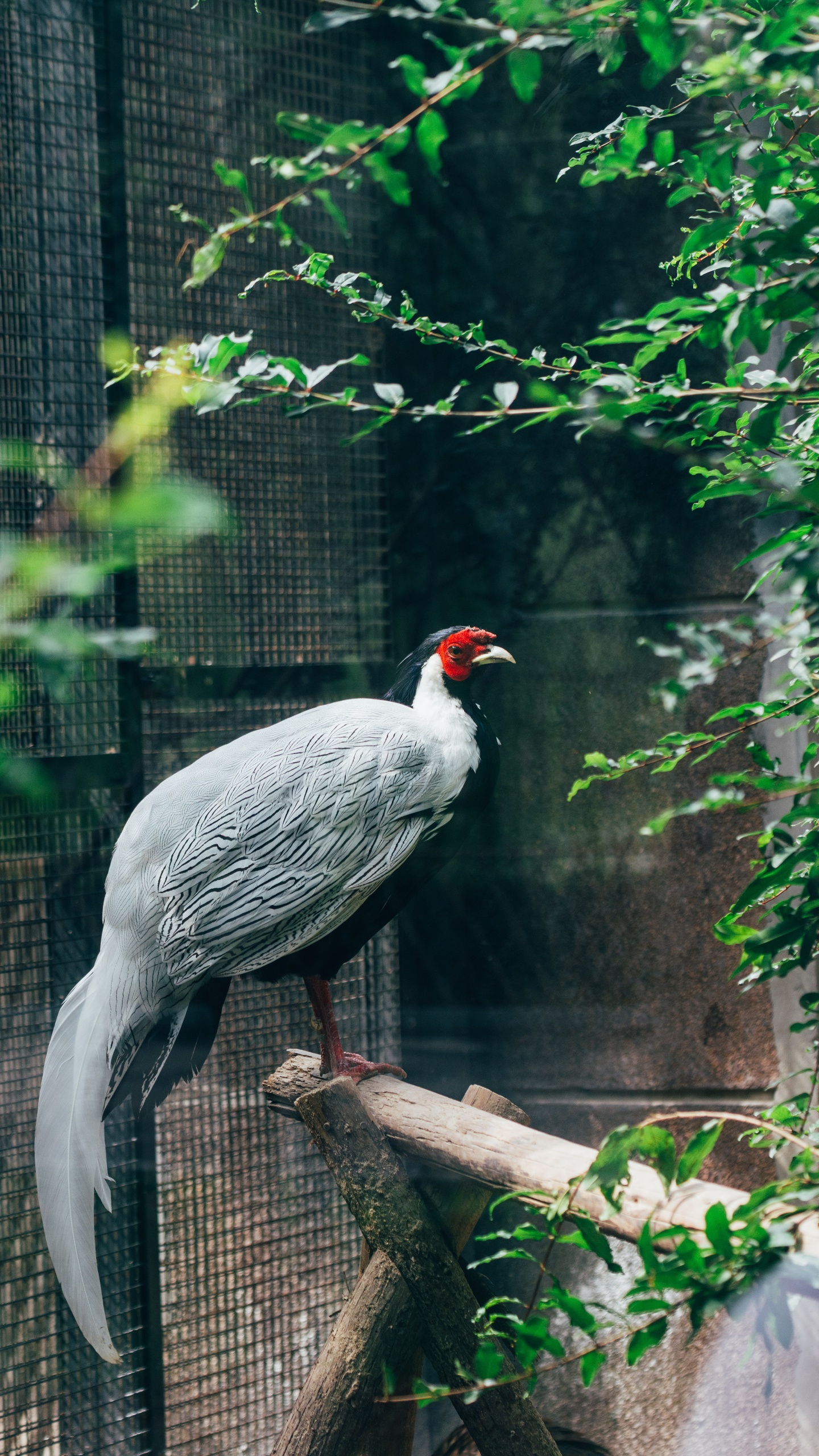 野生動物,鳥