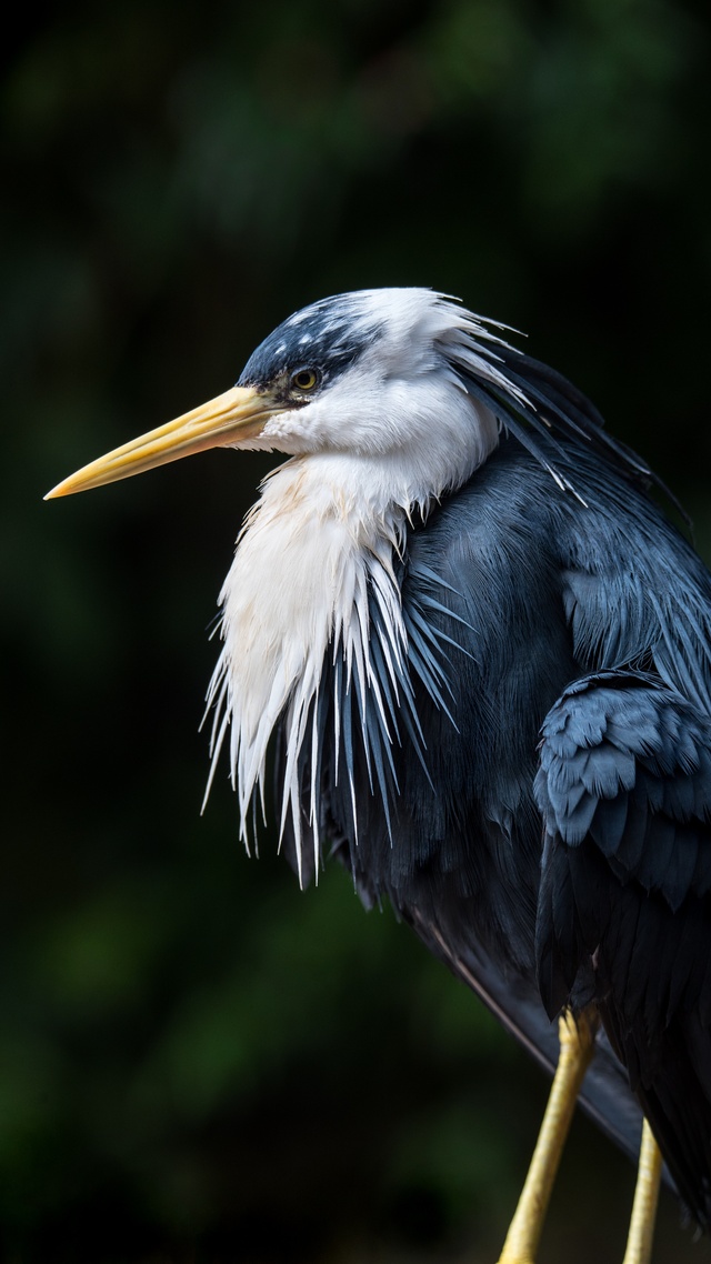 微信背景壁紙野生動物,鳥,水鳥