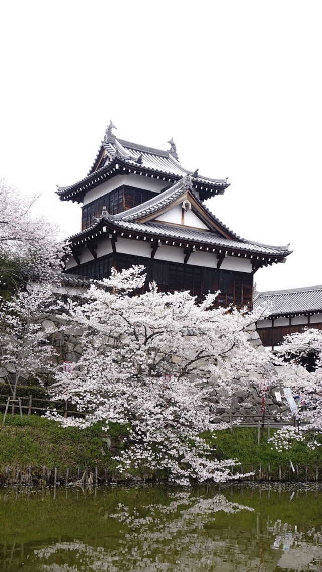 日本,建筑美学,樱花