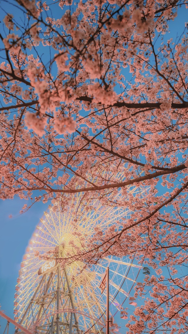 屏保圖片摩天輪,櫻花