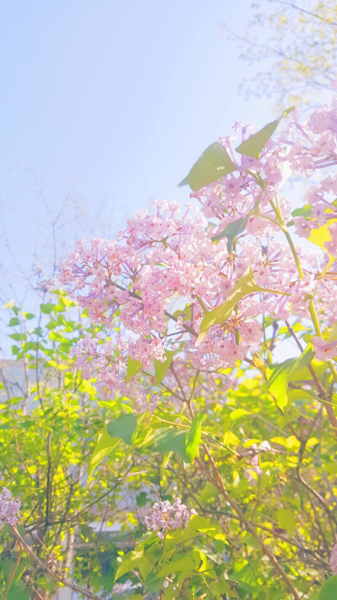 花,唯美微信聊天背景牆壁紙