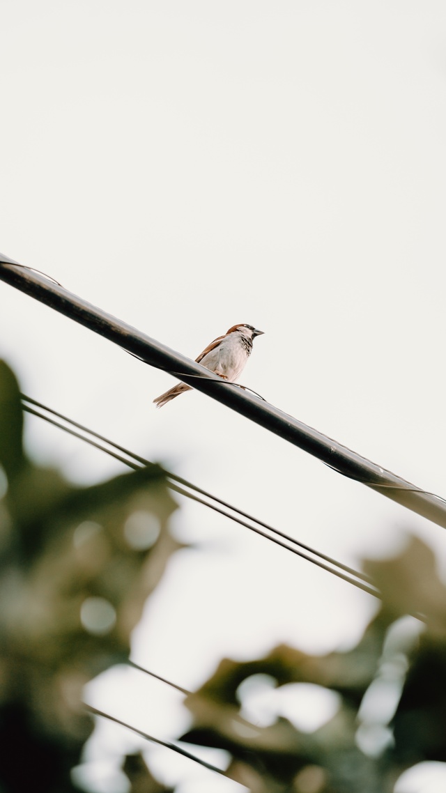 野生動物,鳥