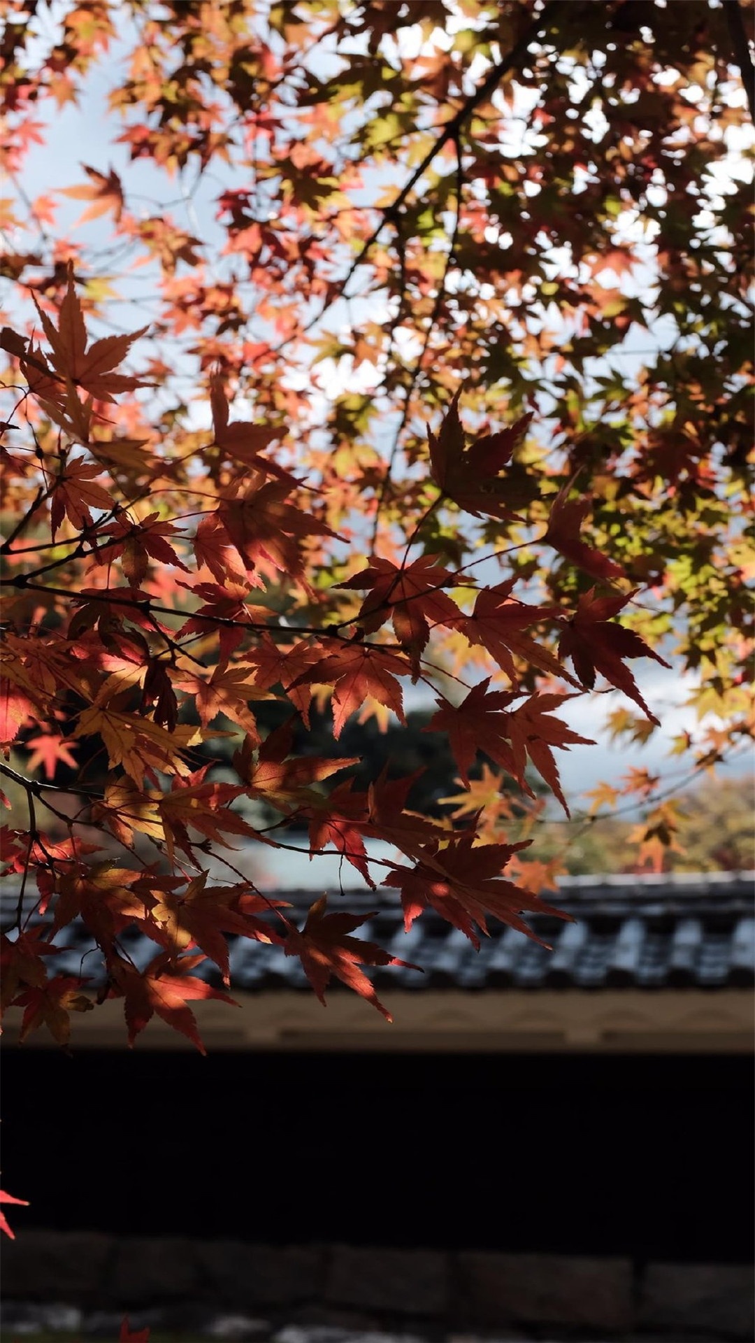 唯美,花草樹木微信背景牆圖片