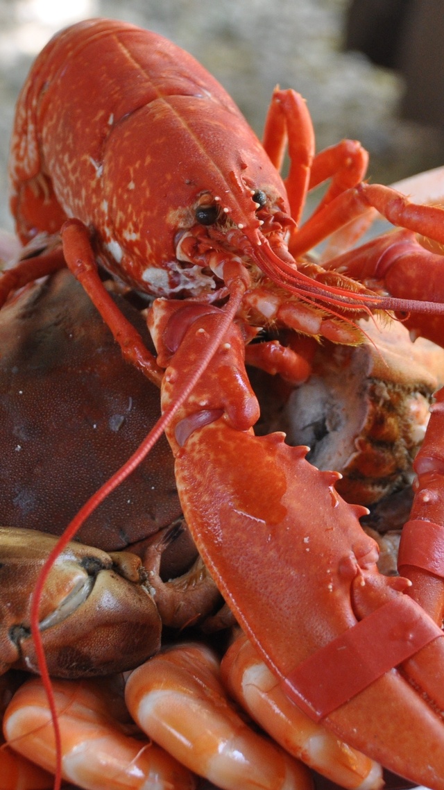 美食 海鮮拼盤 食品 海鮮 龍蝦 油渣蝦 4K美食圖片壁紙