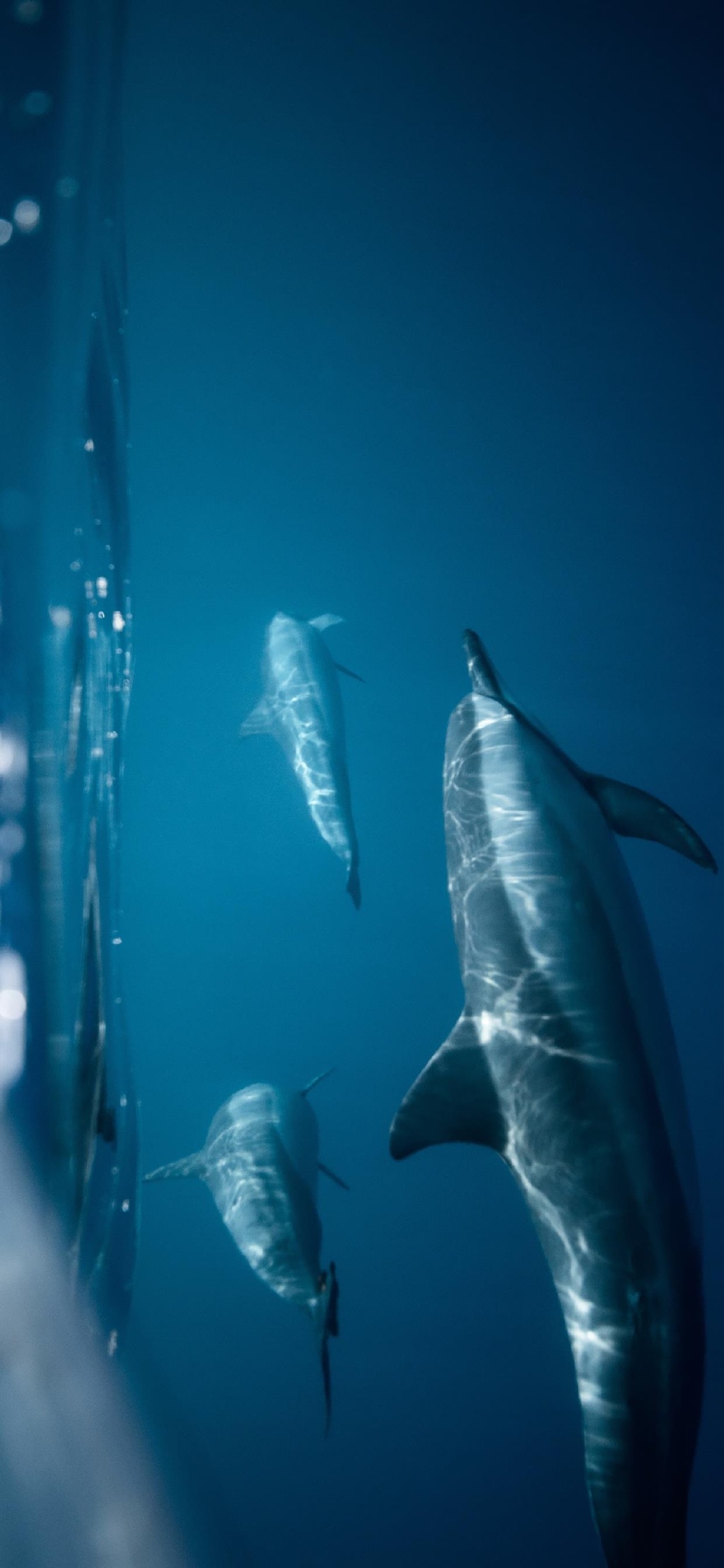 海洋生物