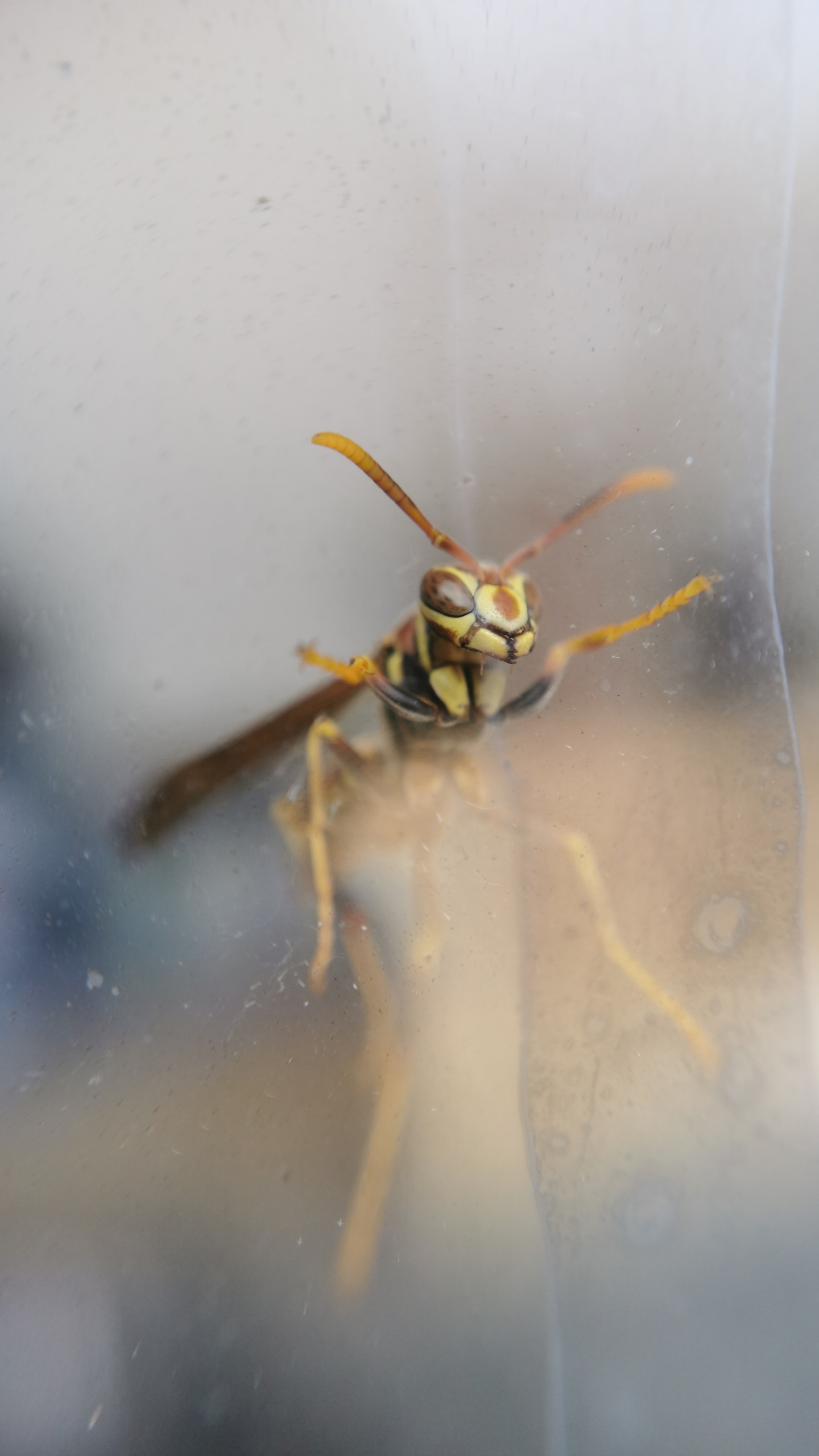 野生動物,蜜蜂