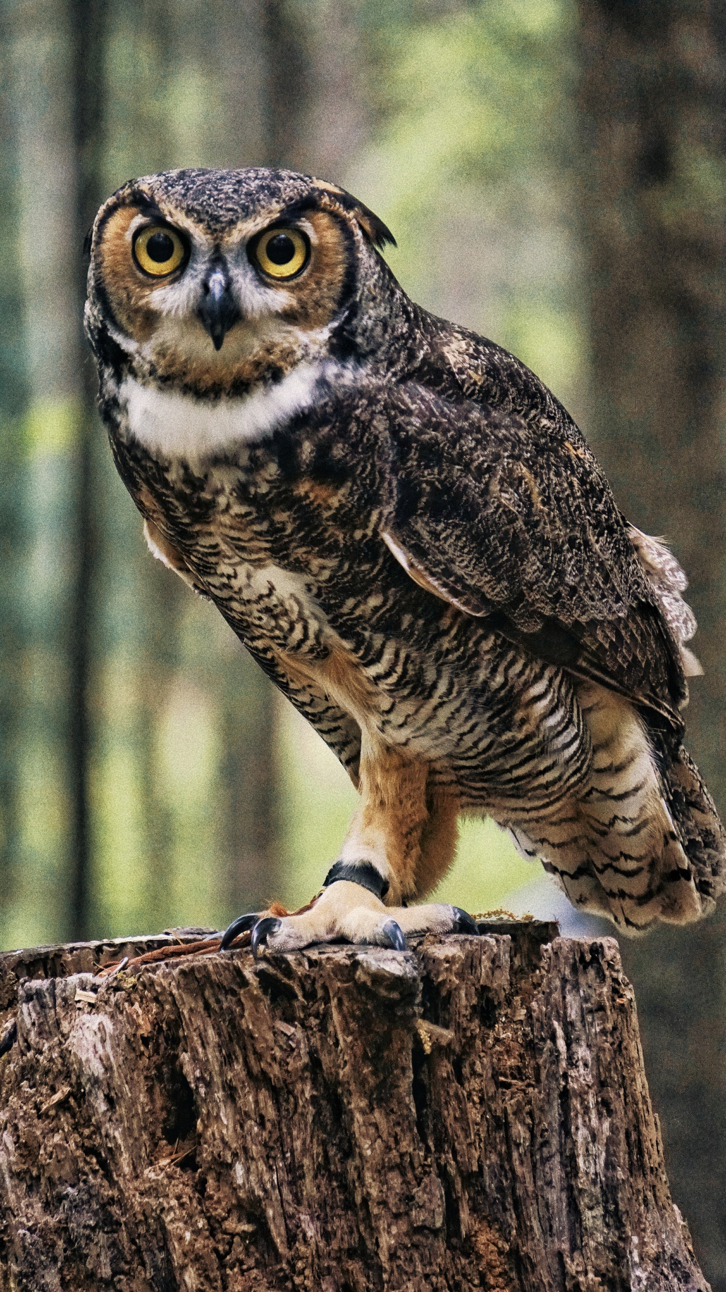 野生動物,鳥