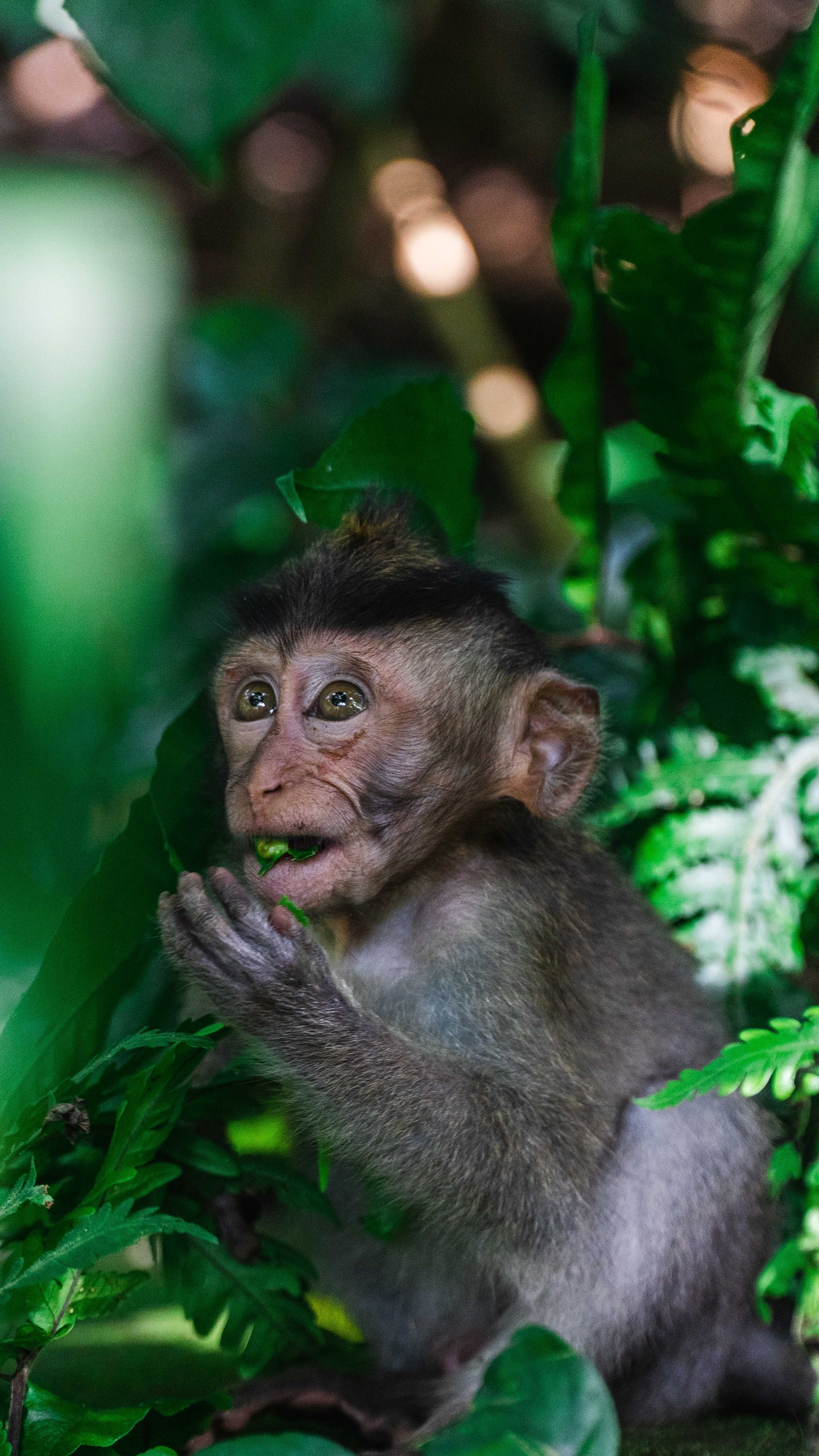 野生動物