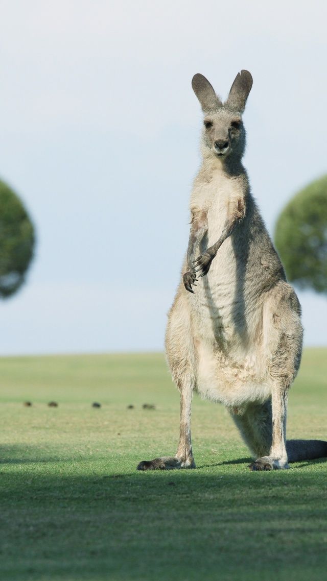 微信主頁背景野生動物