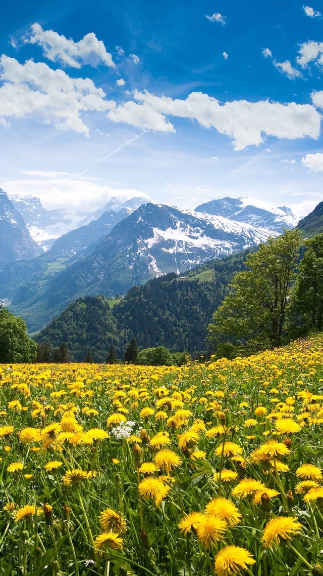 花田,山,雲