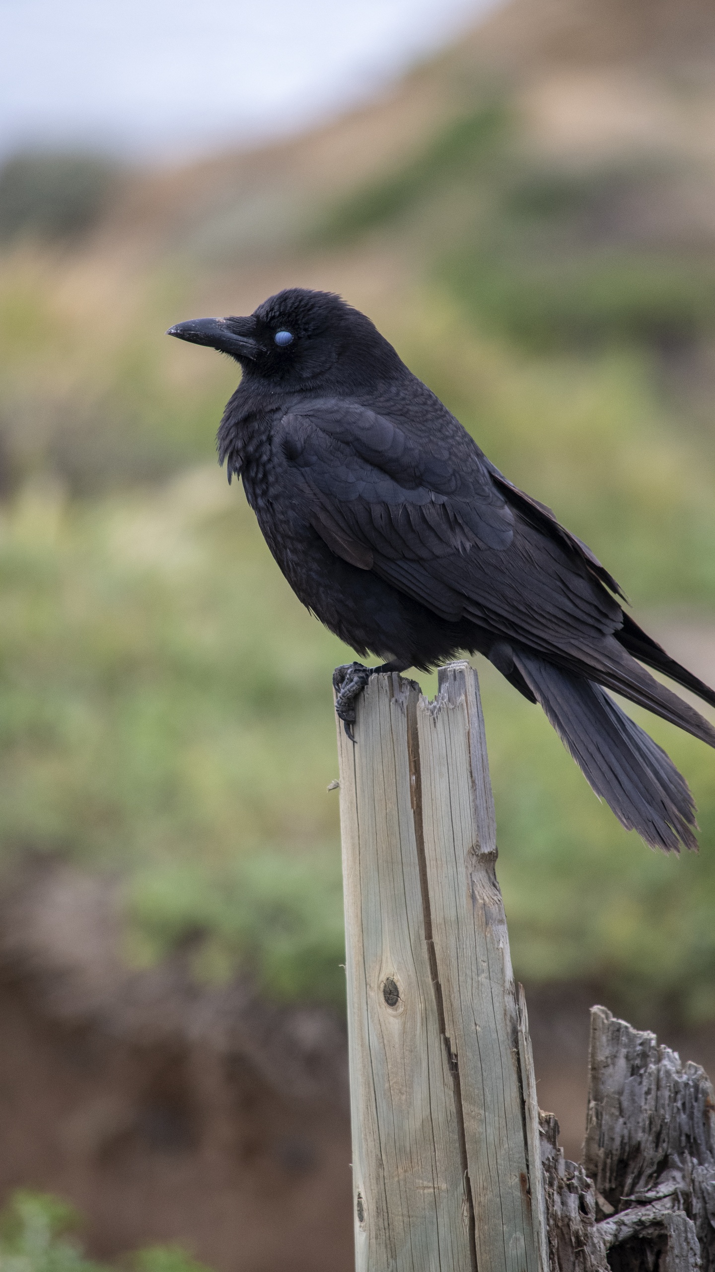 野生動物,鳥