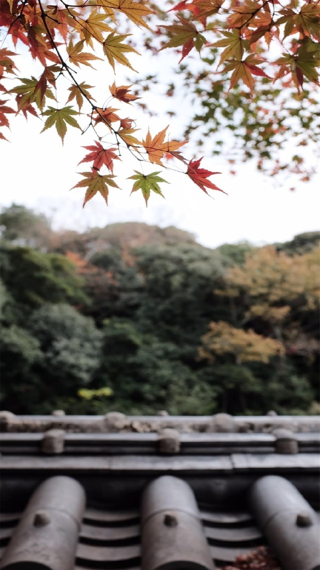 唯美,花草樹木