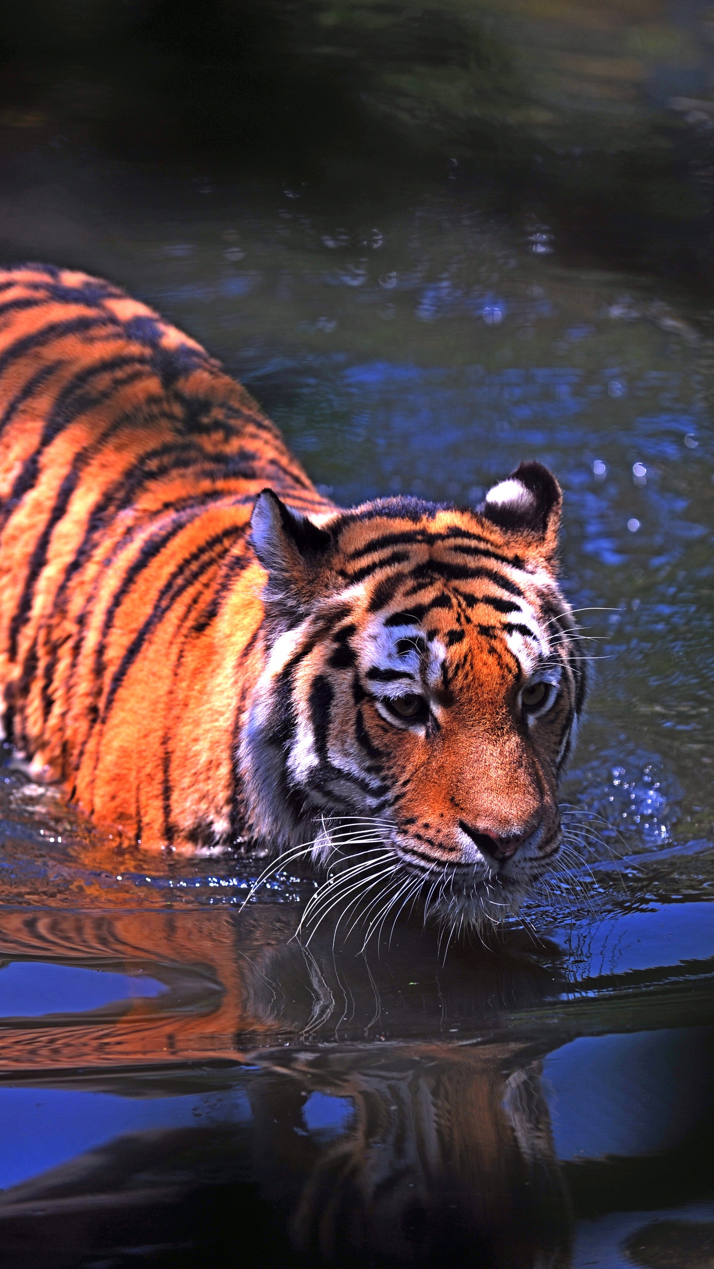 野生動物,老虎