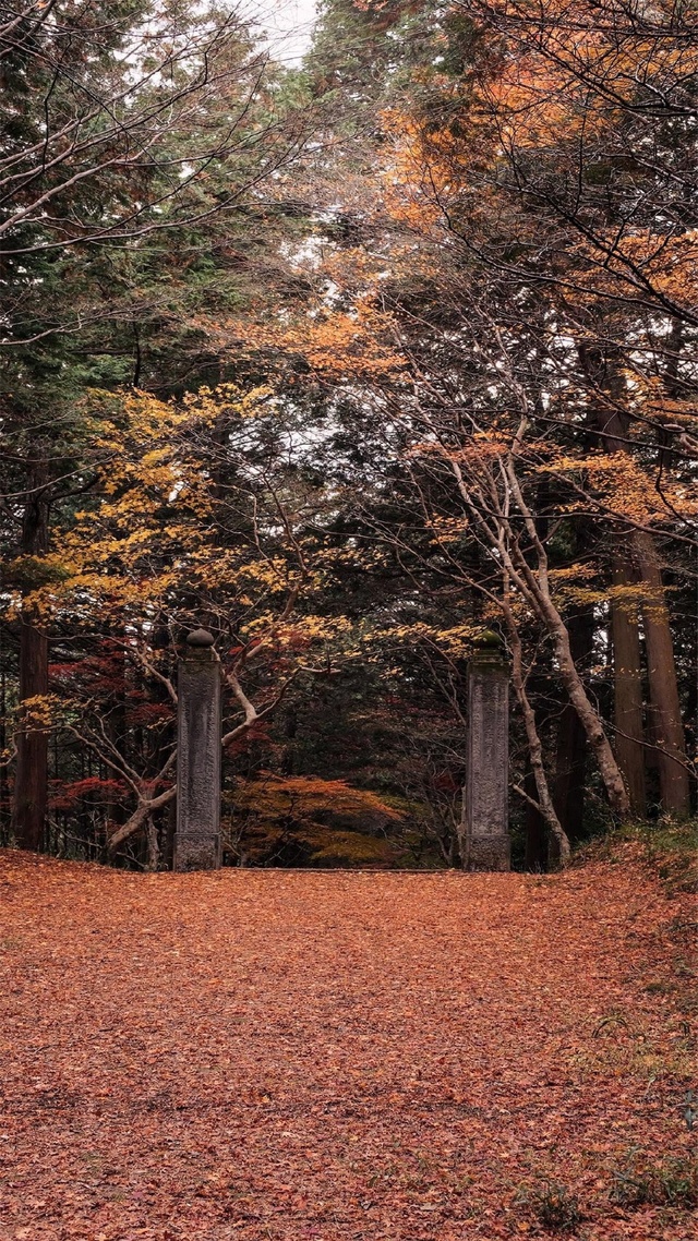 唯美,自然景觀,花草樹木