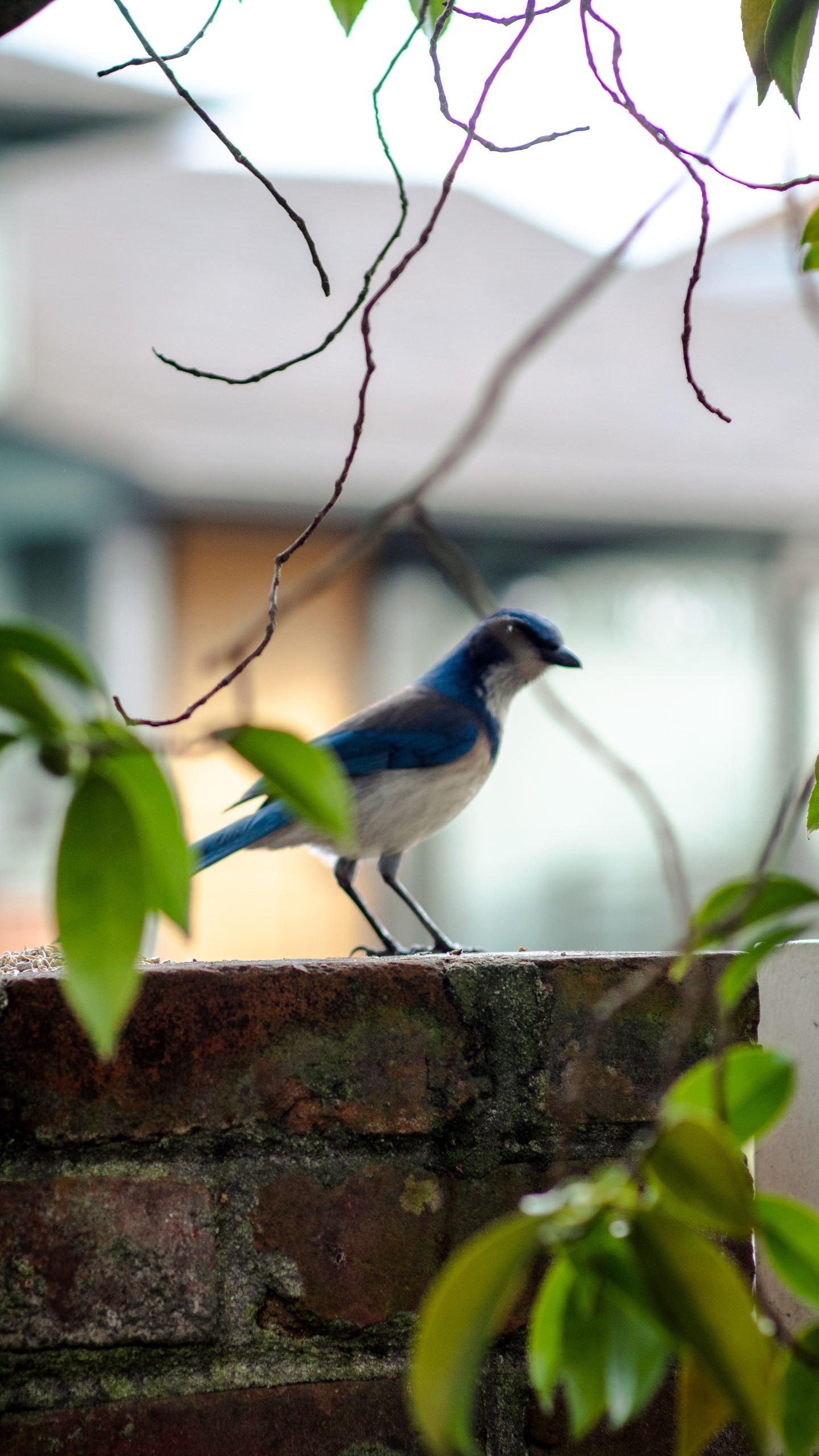 野生動物,鳥