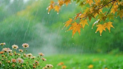 秋枫秋雨秋花