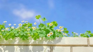 墙头上小清新鲜花