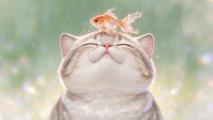 小猫和鱼