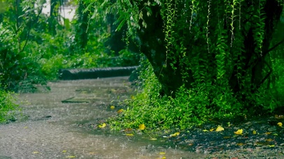 护眼放松雨景