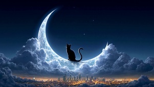 夜晚治愈系猫咪