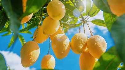 治愈蓝天下芒果树