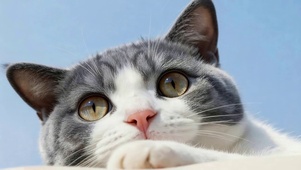 治愈可爱猫咪