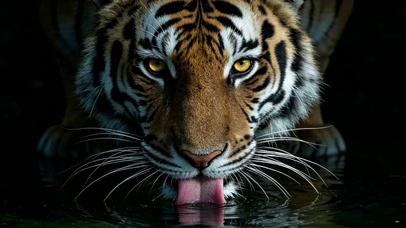 霸气猛虎水边饮水