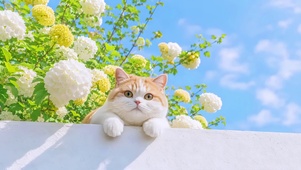 悠哉小胖猫