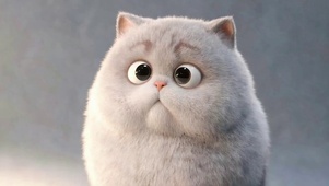 猫咪
