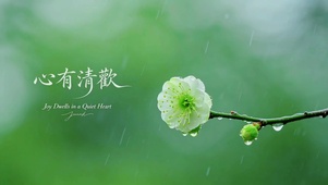 雨后绿梅，心有清欢