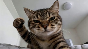 可爱狸花猫